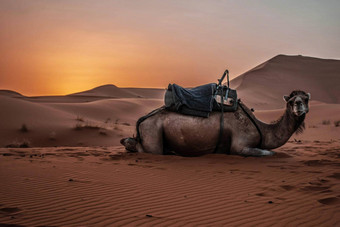 <strong>骆驼</strong>单峰<strong>骆驼</strong>动物撒哈拉沙漠沙漠日落沙子沙丘