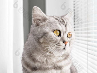 特写镜头肖像猫窗口苏格兰虎斑颜色