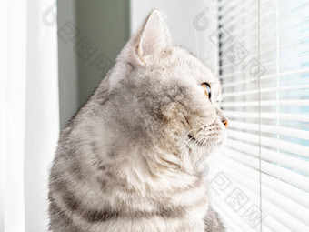 特写镜头配置文件肖像猫窗口苏格兰虎斑颜色