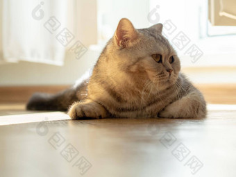 猫说谎地板上加沙导演一边梁阳光窗口