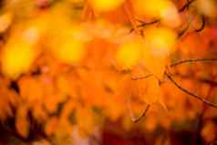 叶子颜色橙色黄色的秋天