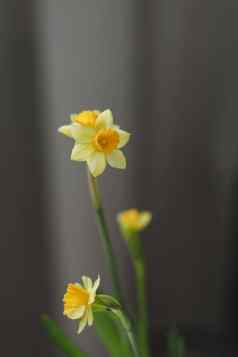 美丽的盛开的新鲜的黄色的水仙花孤立的春天复活节壁纸