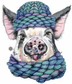 水彩肖像猪冬天蓝色的针织他