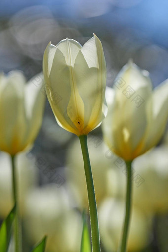白色郁金香花园照片美丽的白色郁金香花园早期春天