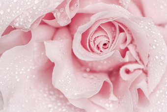 粉红色的玫瑰花宏花背景假期设计