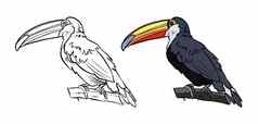 插图着色书颜色黑色的白色画巨嘴鸟鸟白色孤立的背景