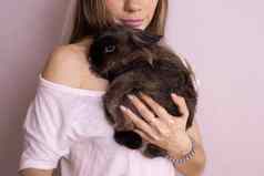 特写镜头女孩可爱的兔子在室内关闭可爱的宠物动物概念