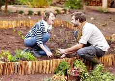 园艺常见的拍摄年轻的夫妇种植幼苗蔬菜花园