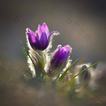 春天春天花美丽的紫色的毛茸茸的朝鲜白头翁白头翁长大的盛开的春天草地日落