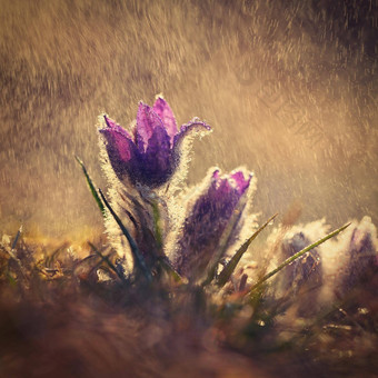 不错的紫色的花春天雨美丽的自然背景春天时间草地<strong>白头翁</strong>花<strong>白头翁</strong>长大的