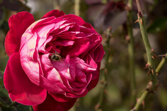 蜜蜂色彩斑斓的玫瑰花瓣孤立的花园复制空间玫瑰孤立的背景壁纸