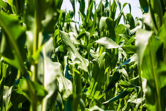 太阳灯绿色<strong>玉米</strong>场日益增长的细节绿色<strong>玉米</strong>农业场