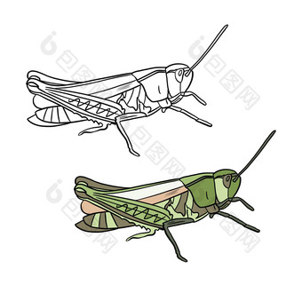 插图着色书颜色黑色的白色画<strong>蚱蜢</strong>白色孤立的背景