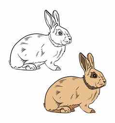 插图着色书颜色黑色的白色画兔子白色孤立的背景