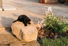 黑色的奇怪的是小猫在户外石头宠物国内猫概念
