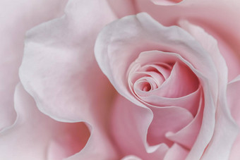 苍白的粉红色的白色<strong>玫瑰</strong>花宏花背景假期设计