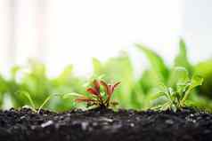 植物开始食物链裁剪拍摄植物日益增长的土壤