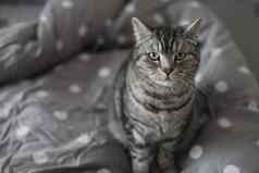 条纹灰色的猫灰色的毯子床上