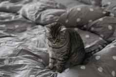 条纹灰色的猫灰色的毯子床上