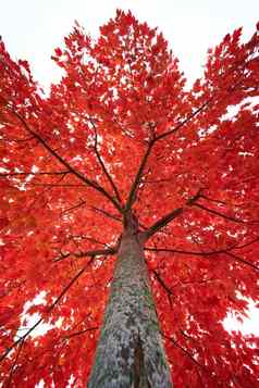 充满活力的红色的叶树峰秋天