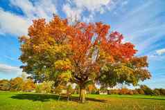 大秋天树充满活力的颜色坐着板凳上