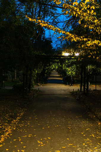 晚上场景黑暗小巷cismigiu花园公园晚上市中心布加勒斯特罗马尼亚
