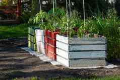 樱桃番茄幼苗种植木板条箱