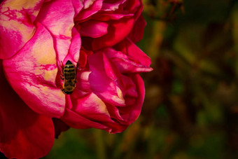 蜜蜂色彩斑斓的<strong>玫瑰</strong>花瓣孤立的花园复制空间<strong>玫瑰</strong>孤立的背景壁纸