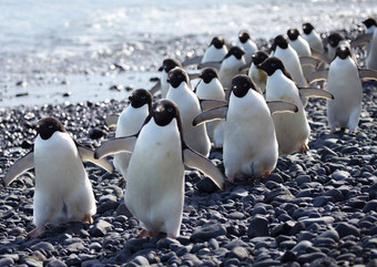 美丽的集团企鹅
