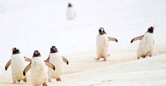 美丽的集团企鹅