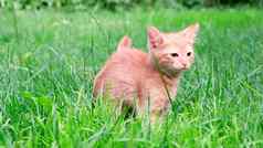有趣的好玩的红色的姜好奇的虎斑小猫走草在户外花园宠物护理健康的吃概念