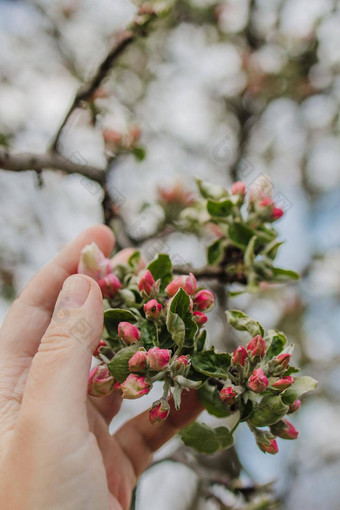 分支apple-apricot花手复制空间