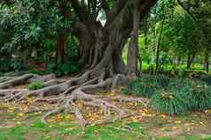 热带热带榕属植物根花园