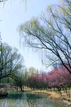 中国北京奥运森林公园春天视图花布鲁姆