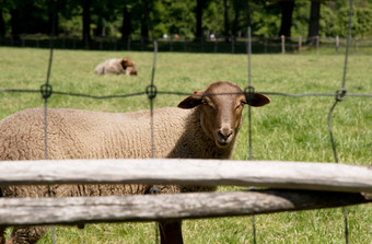 棕色（的）羊吃草开放绿色草地农业区域<strong>农村生活</strong>