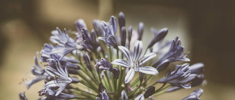 横幅真正的自然照片背景宏关闭爱情花紫色的花序花瓣蓝色的草花布鲁姆花园植物研究植物夏天春天花象征温柔古董苍白的不光滑的