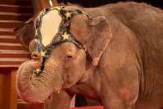 马戏团大象提高了滚刀特写镜头
