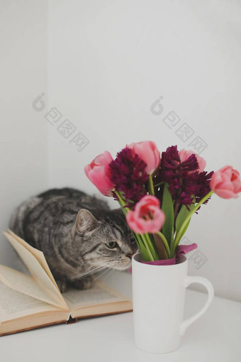 灰色的猫粉红色的郁金香花束舒适的生活房间春天斯特尔生活生日复活节概念