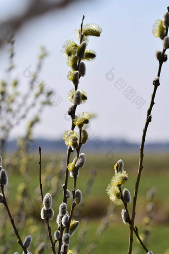 开花柳树<strong>杨柳</strong>科模糊景观