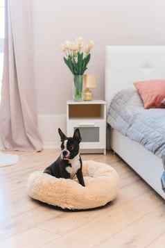 可爱的波士顿梗狗坐着舒适的狗床上国内可爱的宠物概念