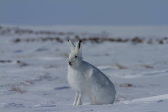 北极毛天兔座北极坐着雪脱落冬天外套