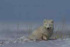 北极狐狸狐lagopus隐藏草雪地面