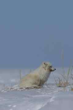 北极狐狸狐lagopus坐着雪盯着苔原