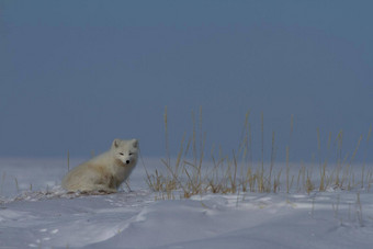 北极狐狸狐lagopus坐着桩雪北极草盯着