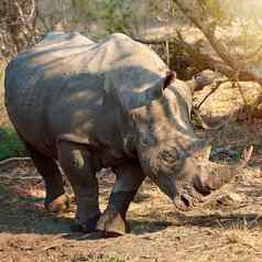 保护犀牛完整的长度拍摄犀牛野生