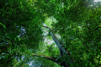 树顶热带雨森林carara科斯塔黎加