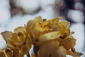横幅真正的摘要自然照片背景宏关闭复制空间兰花花序花瓣花布鲁姆植物研究植物秋天晚上花黑暗阴影语气效果苍白的黄色的