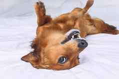 有趣的疯狂的棕色（的）狗说谎白色床上快乐好玩的达克斯猎犬狗有趣的