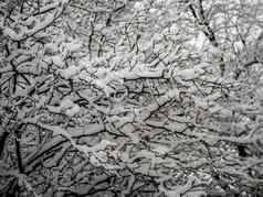 白雪覆盖的分支美丽的冬天景观白雪覆盖的树一天光