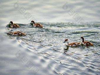 野生鸭游泳清晰的湖水夏天公园一般计划
